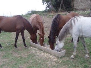 Caballos comiendo